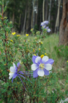 Columbine in Colorado