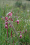 magenta wildflowers