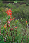 firey wildflower