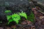 Adirondack fern