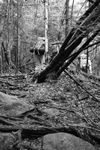 black and white log bridge