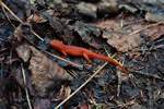 New York red newt
