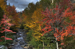red leaves and blue sky
