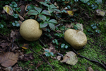 Adirondack mushrooms photo