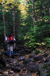 woodland trail image