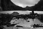 black and white swamp photo